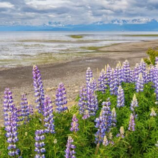 Purple Lupine Wildflowers Along Alaska Coastal Shore