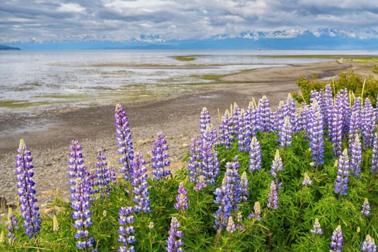 Purple Lupine Wildflowers Along Alaska Coastal Shore