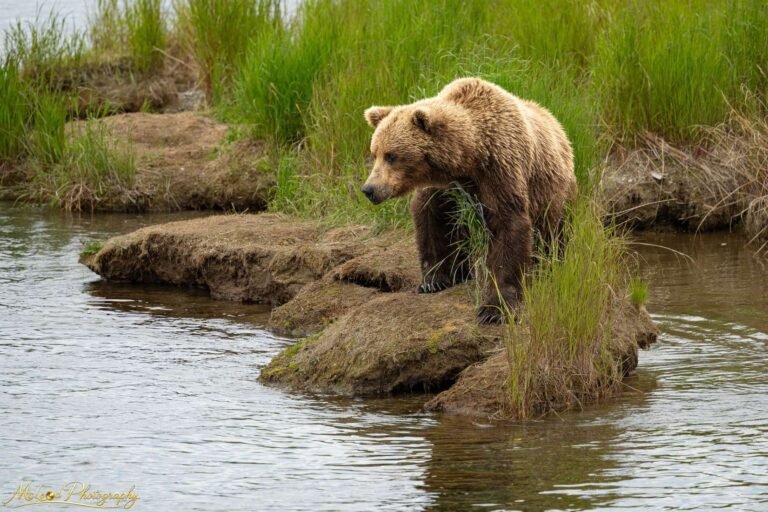Brown Bear Watching River – Alaska Wildlife Wall Art
