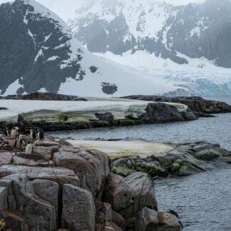 Antarctic Penguin Colony Against Glacial Mountain Backdrop