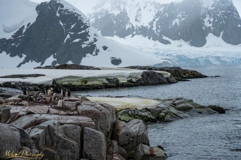 Antarctic Penguin Colony Against Glacial Mountain Backdrop