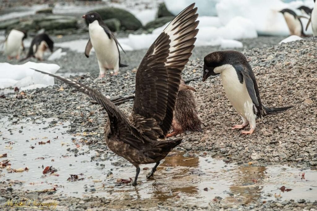 Skua Confronts Adelie Penguin in Dramatic Antarctic Standoff — Fine art canvas print by Naomi McLeod