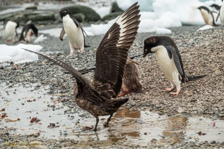Skua Confronts Adelie Penguin in Dramatic Antarctic Standoff