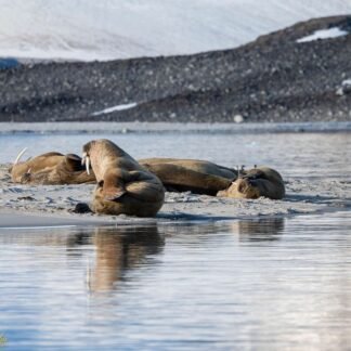 Arctic Walrus Colony Resting on Svalbard Beach Wall Art