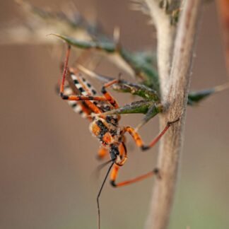 Orange Assassin Bug Macro Photography on Dried Thistle