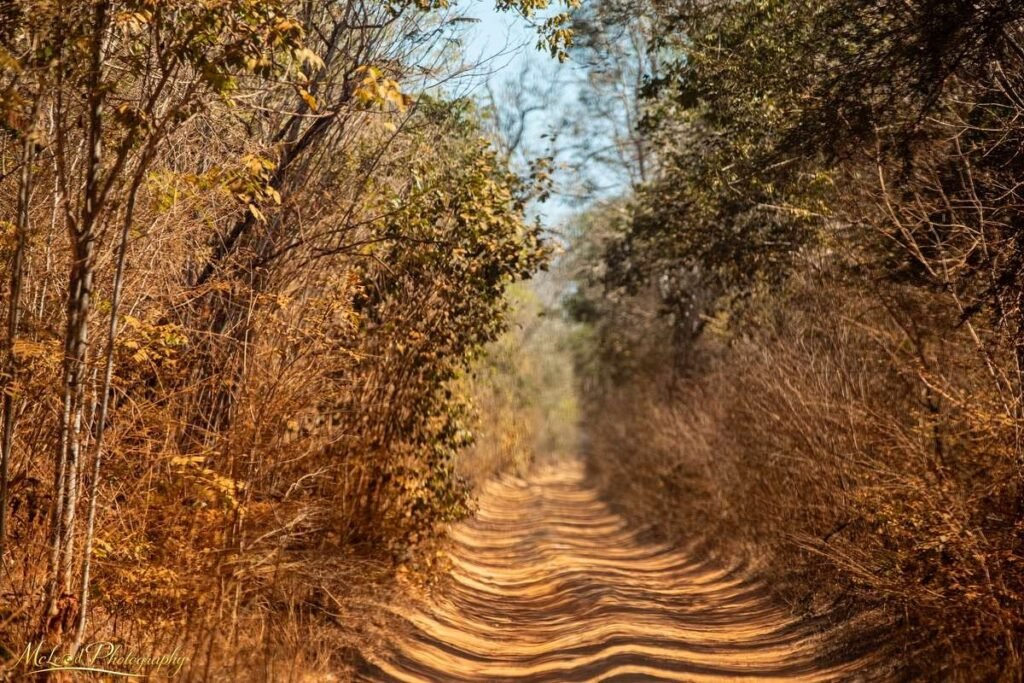Winding Dirt Road Through Autumn Forest Tunnel Wall Art — Fine art canvas print by Naomi McLeod