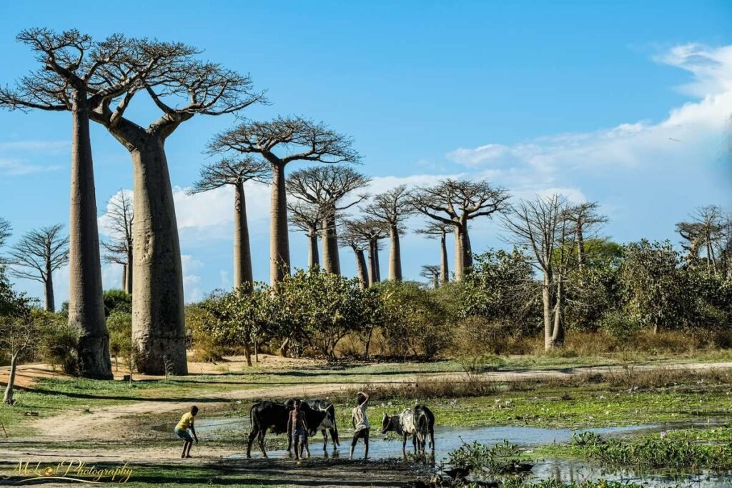 Avenue of the Baobabs Madagascar with Zebu Cattle Herders — Fine art canvas print by Naomi McLeod