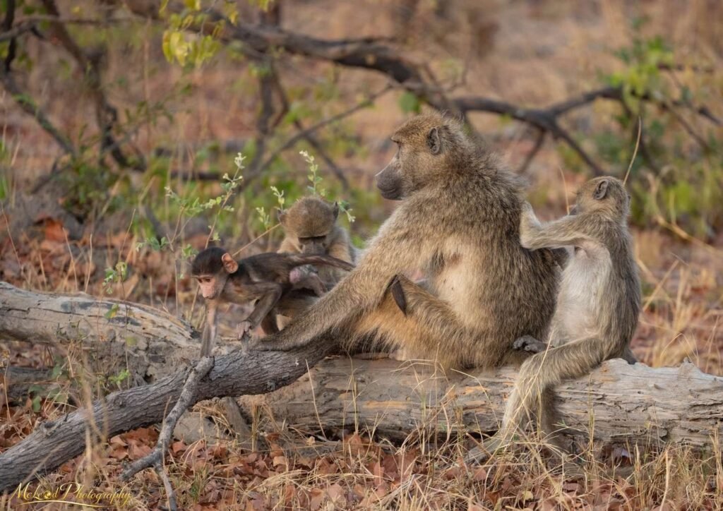 Baboon Family Grooming Moment African Safari Wildlife Art — Fine art canvas print by Naomi McLeod