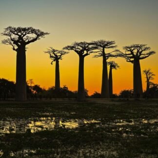 Avenue of the Baobabs Sunset Silhouette Madagascar Wall Art