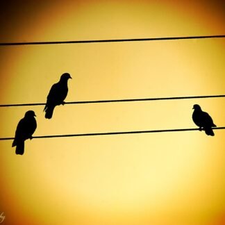 Three Birds on Wire Silhouette Golden Sunset Wall Art