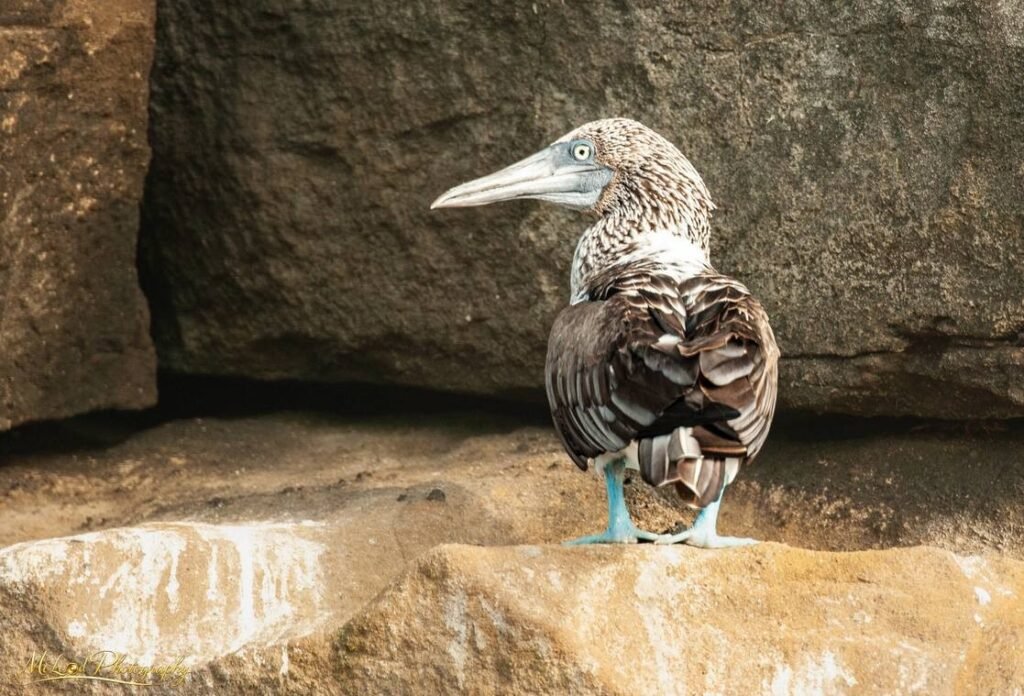Blue-Footed Booby Portrait on Galapagos Volcanic Rocks — Fine art canvas print by Naomi McLeod