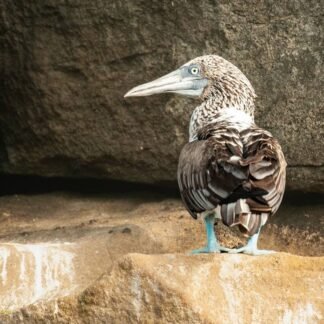 Blue-Footed Booby Portrait on Galapagos Volcanic Rocks