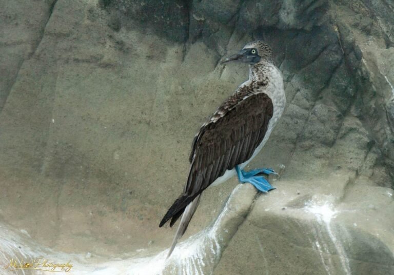 Blue-Footed Booby on Volcanic Rock Galapagos Wildlife Art