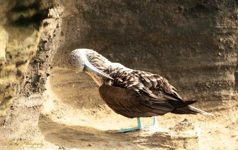 Blue-Footed Booby Preening on Volcanic Rock Galapagos