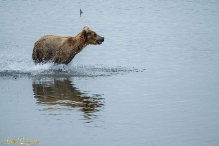 Alaskan Brown Bear Chasing Salmon in River Action Shot