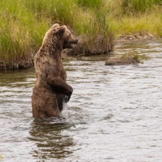 Majestic Brown Bear Standing in Alaskan River