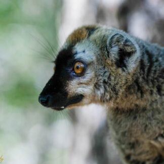 Brown Lemur Portrait with Striking Amber Eyes Madagascar