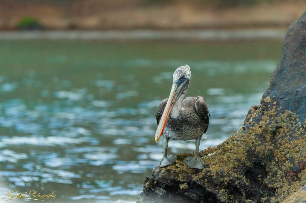 Brown Pelican on Volcanic Rock – Galapagos Wildlife Art — Fine art canvas print by Naomi McLeod