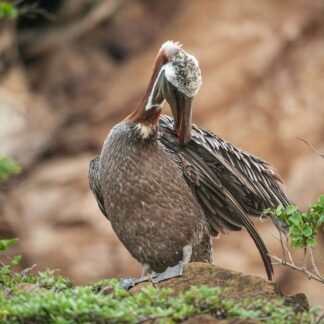 Brown Pelican Preening on Coastal Rock Fine Art Print