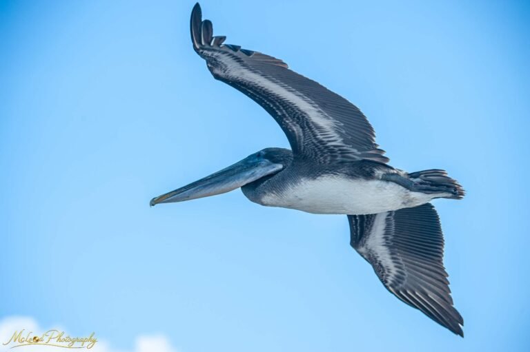 Brown Pelican in Flight Against Clear Blue Sky