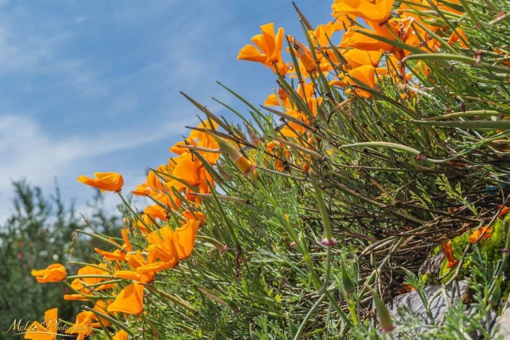 Golden California Poppies Dancing Against Azure Sky — Fine art canvas print by Naomi McLeod