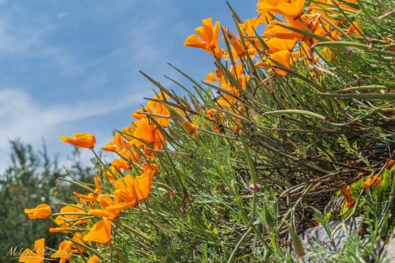 Golden California Poppies Dancing Against Azure Sky