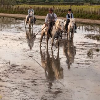 Camargue Cowboys Herding Bull on White Horses France