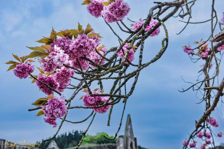 Pink Cherry Blossoms Frame Ancient Abbey Ruins in Spring