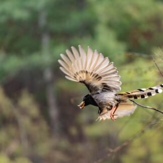 Common Myna Bird in Flight with Wings Spread Wide