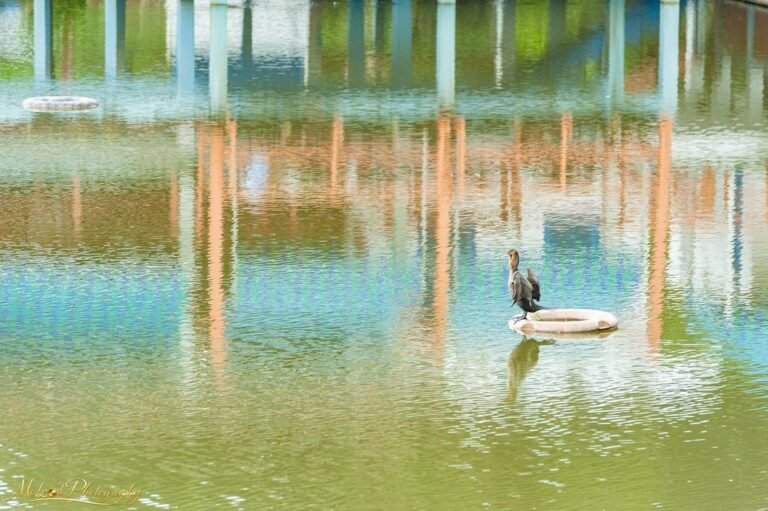 Cormorant on Urban Pond with Painterly Reflections
