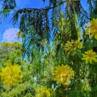 Ethereal Yellow Dahlias Through Cypress Branches Wall Art
