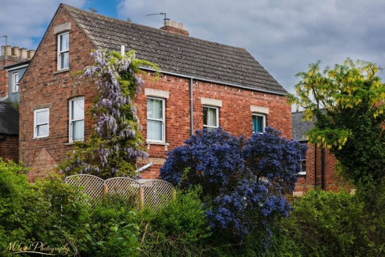 English Brick Cottage with Wisteria and Ceanothus Blooms