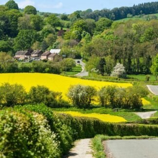 English Countryside Rapeseed Fields and Winding Country Lane