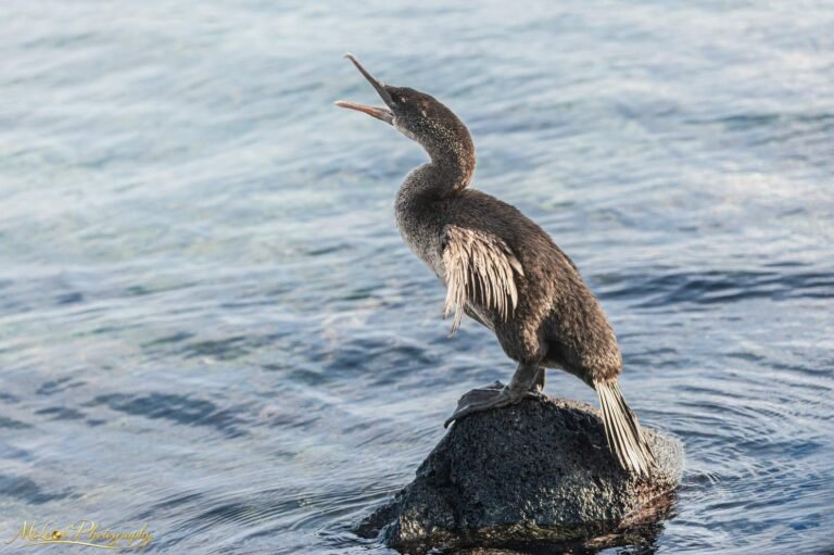 Flightless Cormorant Calling on Volcanic Rock Galapagos