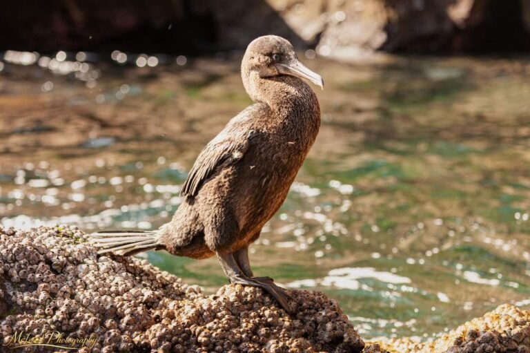 Flightless Cormorant Galapagos Islands Wildlife Photography