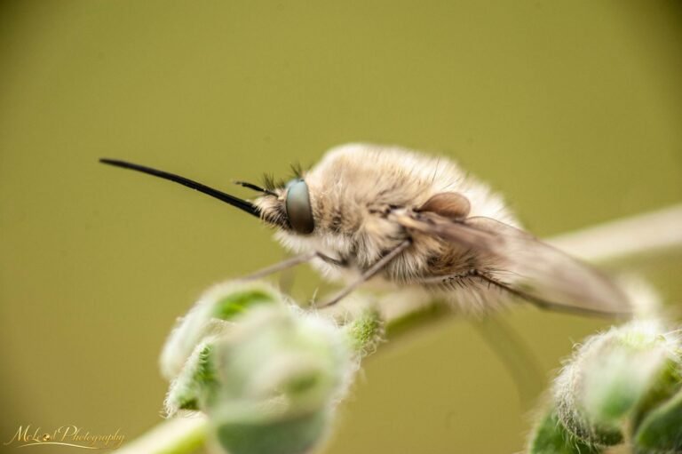 Bee Fly Macro Portrait on Fuzzy Flower Bud