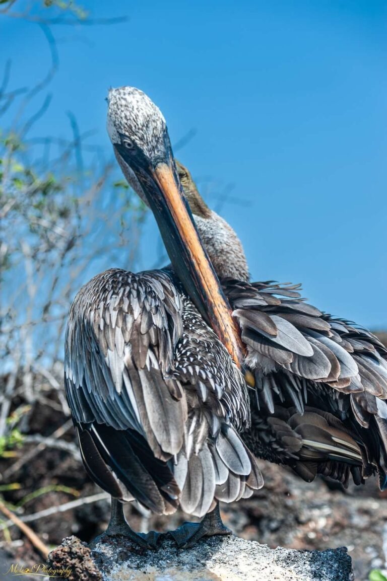 Galapagos Brown Pelican Preening on Volcanic Rock
