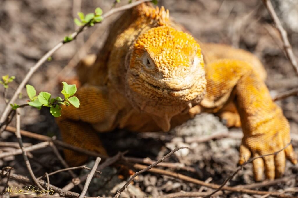 Galapagos Land Iguana Golden Wildlife Portrait Fine Art — Fine art canvas print by Naomi McLeod
