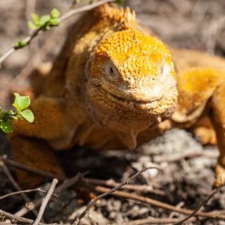 Galapagos Land Iguana Golden Wildlife Portrait Fine Art