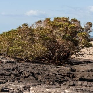 Resilient Mangrove on Volcanic Lava Rock Galapagos Beach