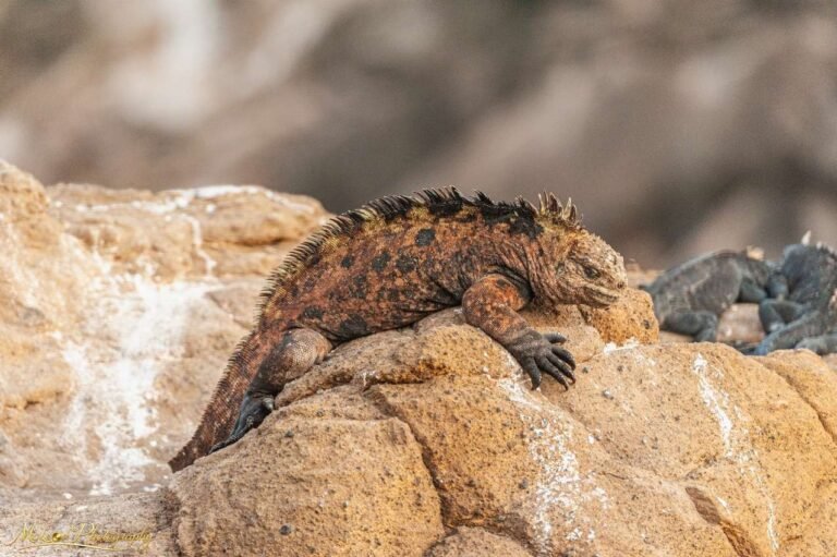 Galapagos Marine Iguana Basking on Volcanic Rocks