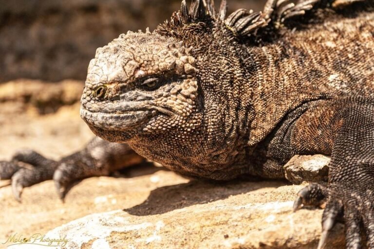 Galapagos Marine Iguana Basking on Volcanic Rock Wall Art