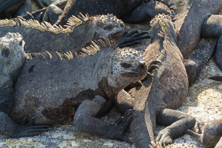 Marine Iguanas Basking on Volcanic Rock Galápagos Islands