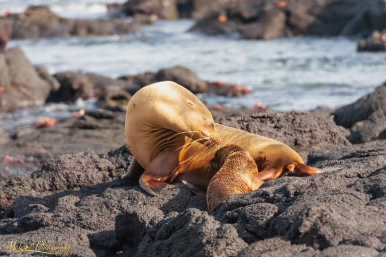Galapagos Sea Lion Mother Nursing Pup on Volcanic Shore