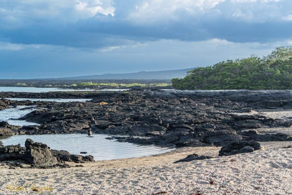 Galapagos Volcanic Coastline with Black Lava Rock Beach — Fine art canvas print by Naomi McLeod
