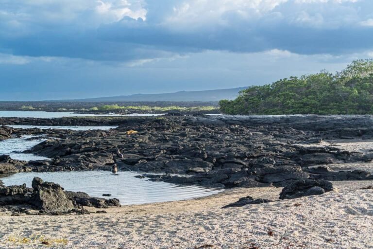Galapagos Volcanic Coastline with Black Lava Rock Beach
