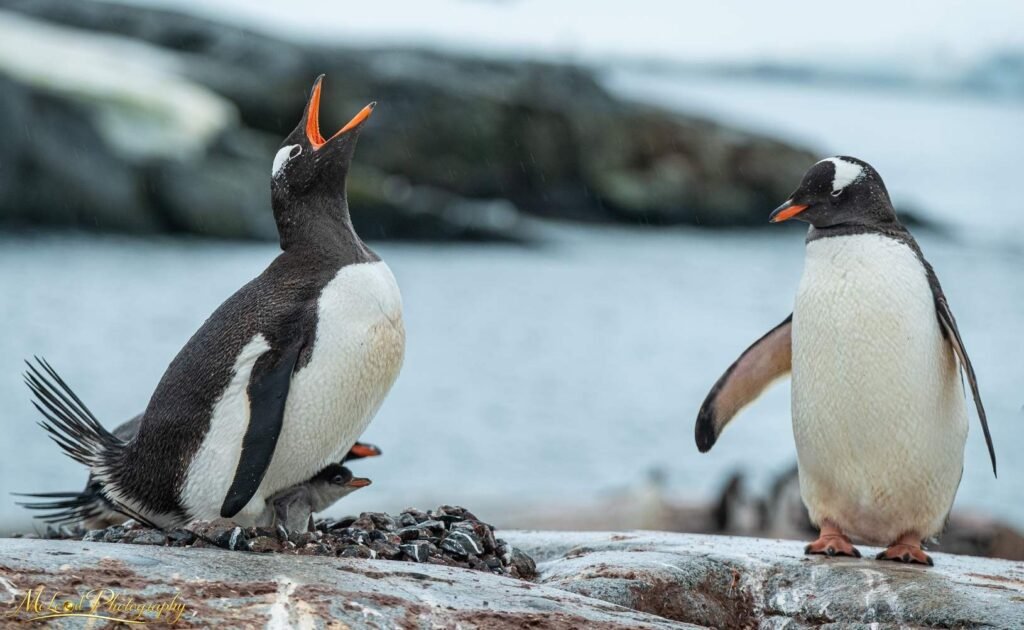 Gentoo Penguin Family Nesting Call Antarctica Wildlife Art — Fine art canvas print by Naomi McLeod