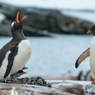 Gentoo Penguin Family Nesting Call Antarctica Wildlife Art