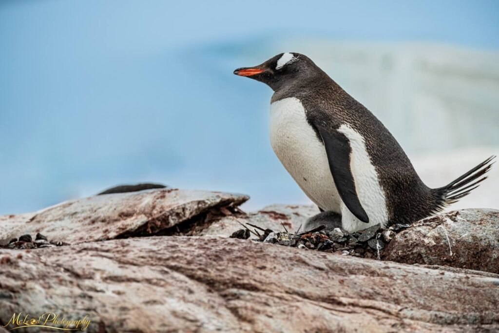 Gentoo Penguin Nesting on Rocky Antarctic Shore — Fine art canvas print by Naomi McLeod