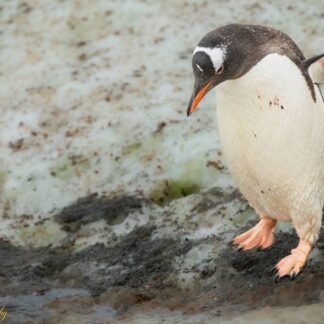 Gentoo Penguin Walking on Antarctic Ice Fine Art Print
